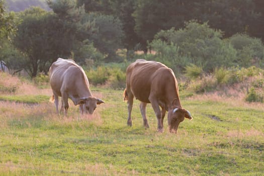 A primordial cattle on a meadow in the Wahner Heide