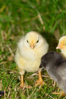 Several chicks stand together on a meadow