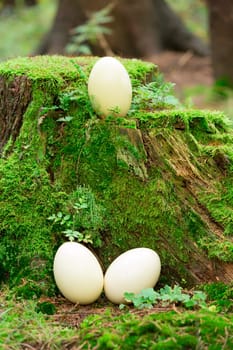 Three Nandu eggs on and on a tree trunk