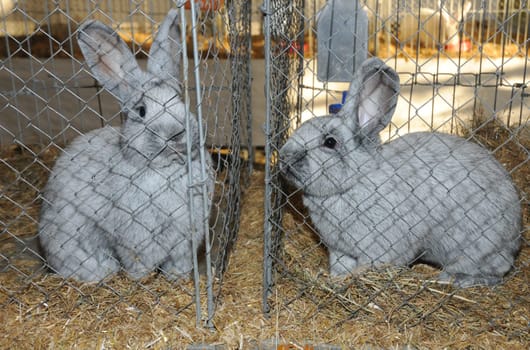 Rabbit Exhibition