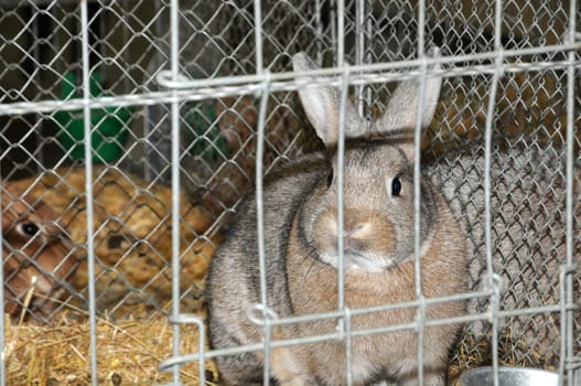 Rabbit Exhibition