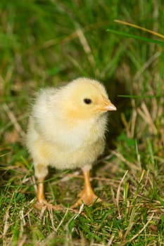 A chick in a meadow