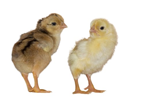 Two newly hatched chicks,isolated against a white background