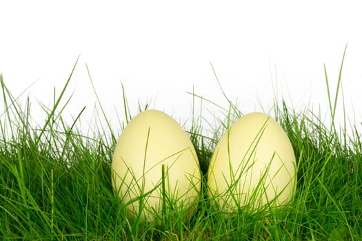 Two Nandu eggs in a meadow