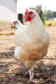Chickens on traditional free range poultry farm
