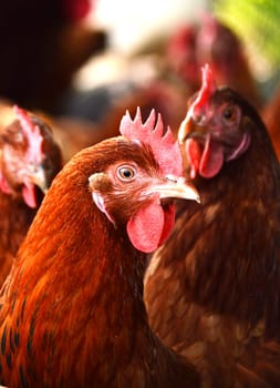 Chickens on traditional free range poultry farm