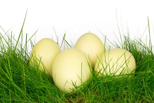 Four Nandu eggs in a meadow