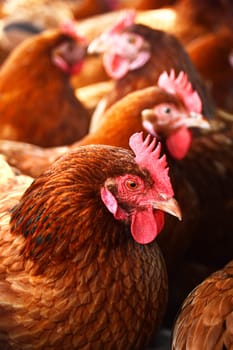 Chickens on traditional free range poultry farm