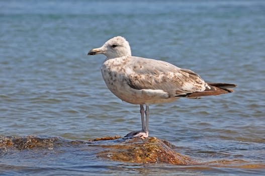 Gull