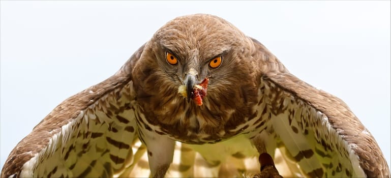 Eastern Imperial Eagle first frontal plane, with a piece of bait in peak