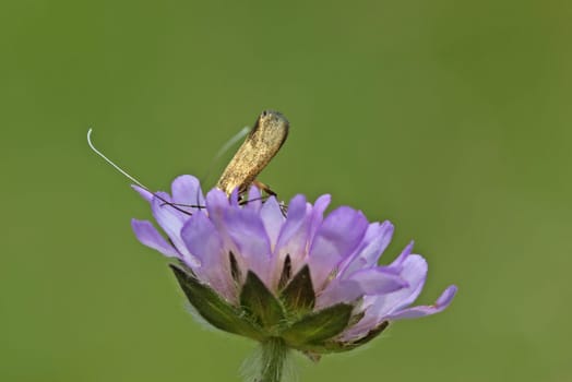 Longhorn moth (Nemophora metallica) upside down in a widow's flower