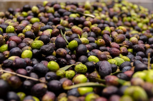 ready for pressing olives in a mill