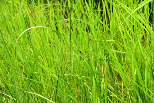 Vibrant long jungle grass background