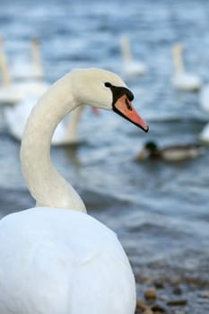 Details of a portrait of a swan in nature.