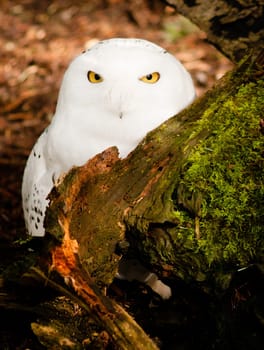 Snowy Owls spens time on the ground frequently when feeding.