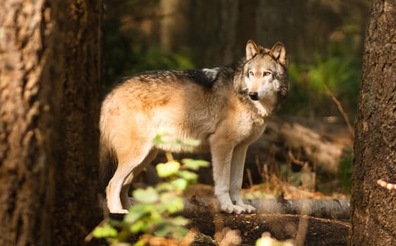 A Wolf stands observing his surroundings ready to react