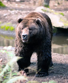 A Grizzly Bear comes out of the water and looks to see what is in the surroundings