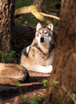 A Wolf lays resting while observing a Squirell climbing a tree close by