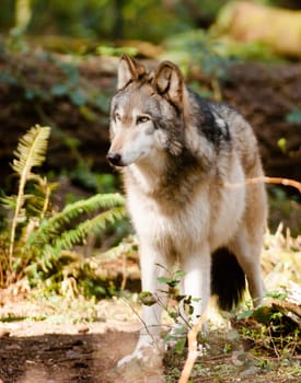 A Wolf stands observing a Squirell climbing a tree close by