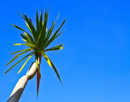 Dracaena tree,  bue sky natural background