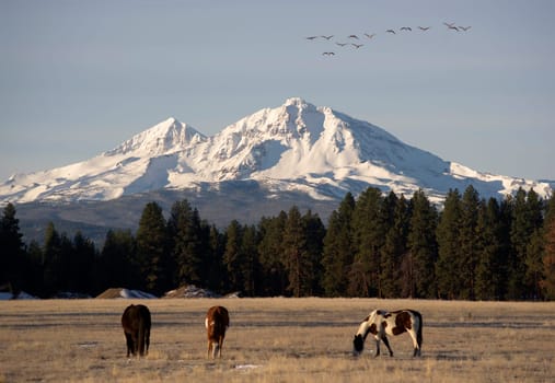 Wild Geese Fly Over Livestock Ranch Heading South For Winter While Horses Graze
