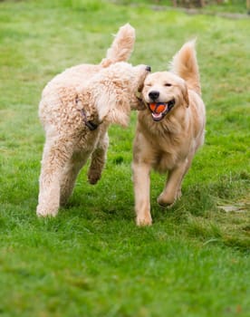 Two full size dogs play fetch the ball together