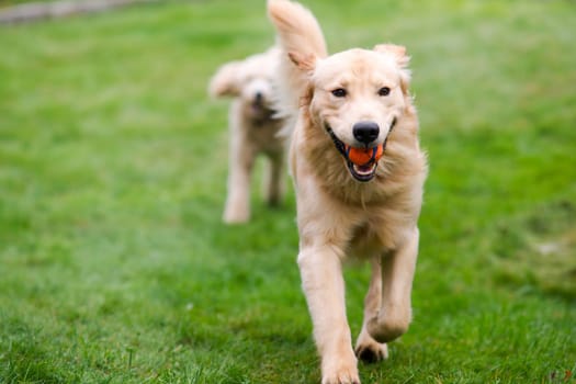 Two full size dogs play fetch the ball together
