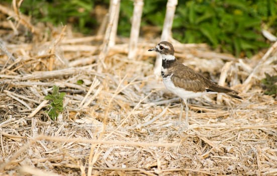 A wild unidentified bird navigates the stray lined ground landscape
