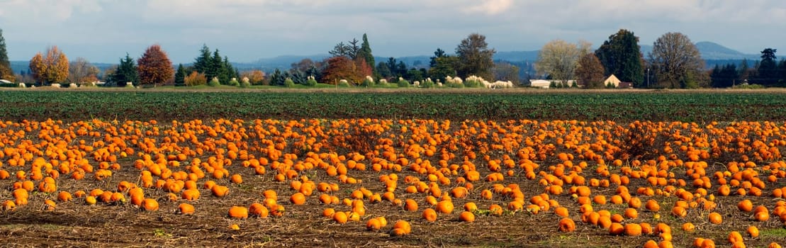 Sun warms the Autumn Halloween Pumpkins