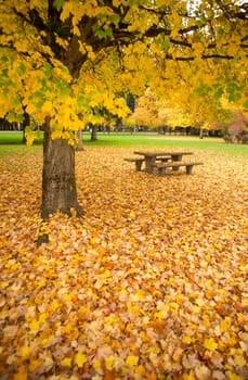Beautiful yellow leaves fall in this nature landscape