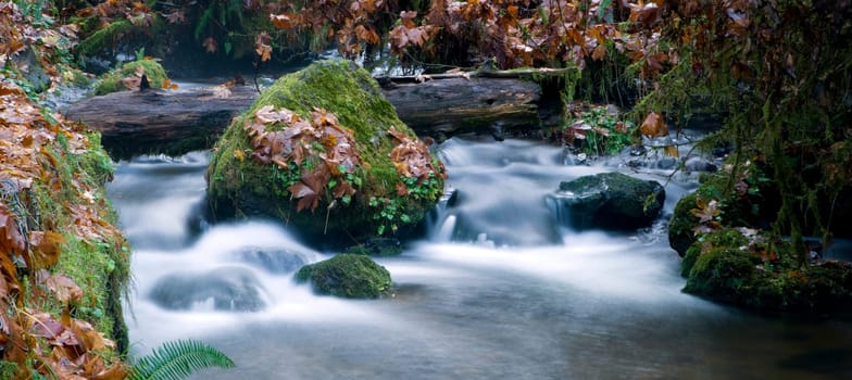 River bank reveals the beauty of moss, leaves, rocks, and boulders in the water