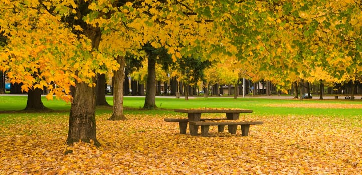 Beautiful yellow leaves fall in this nature landscape
