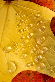 Dew has gathered on fallen leaves in Autumn