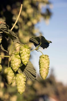 Hops plants growing in the summer sun