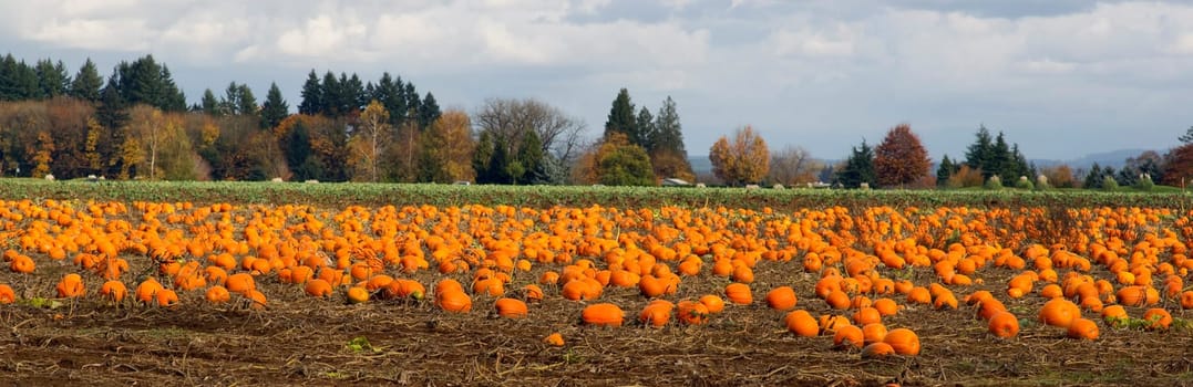 Sun warms the Autumn Halloween Pumpkins