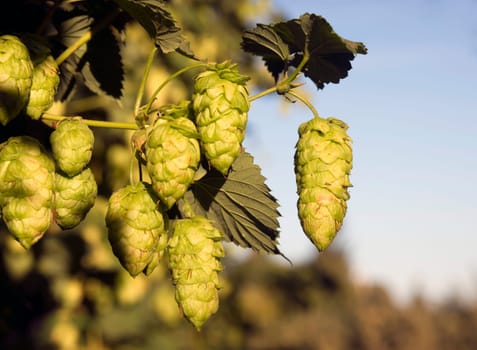 Hops plants growing in the summer sun