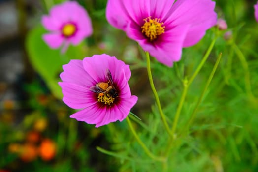 Beautiful Spring flower in the garden - floral background