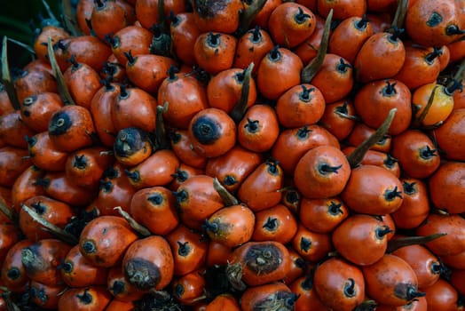 Ripe palm fruit ready to extract oil and other. Background.