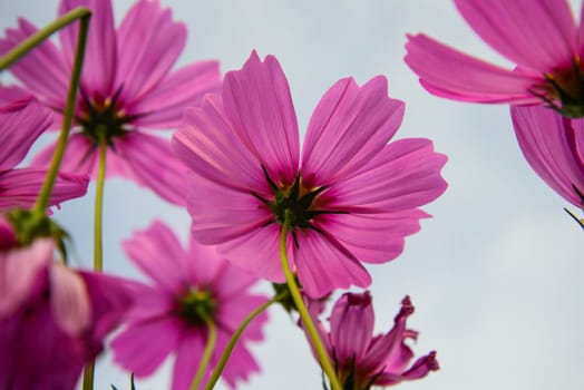 Beautiful Spring flower in the garden - floral background