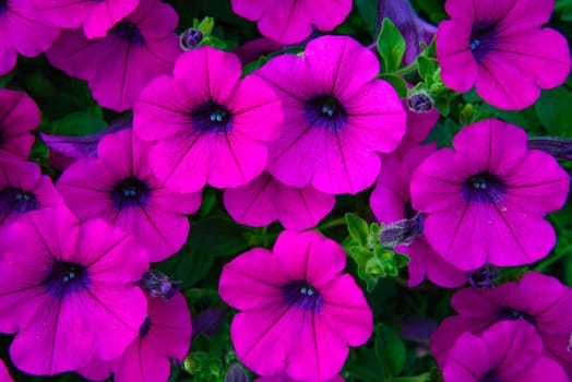 Beautiful Spring flower in the garden - floral background