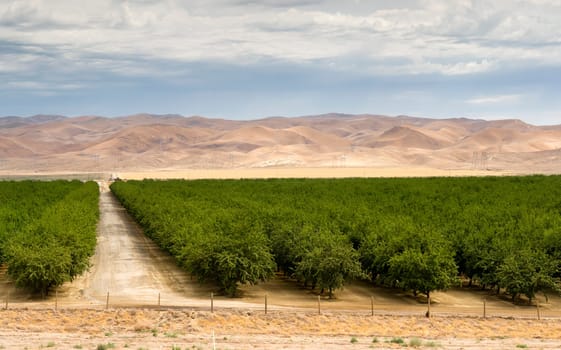 A fruit orchard looks very healthy in the Californai countryside