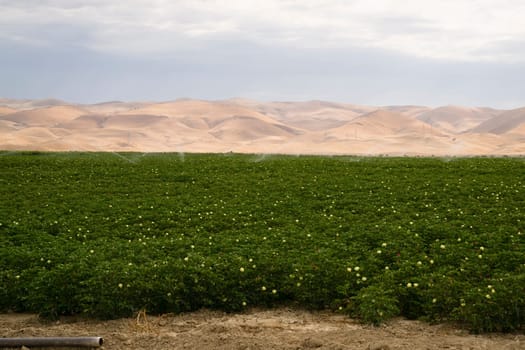 Crops need water in the hat dry Califrnia valley