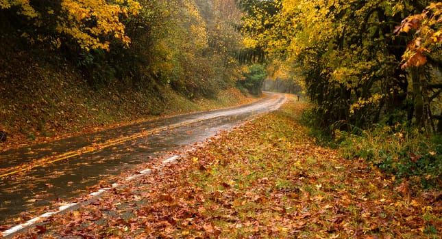 The road is slick and wet during fall rain