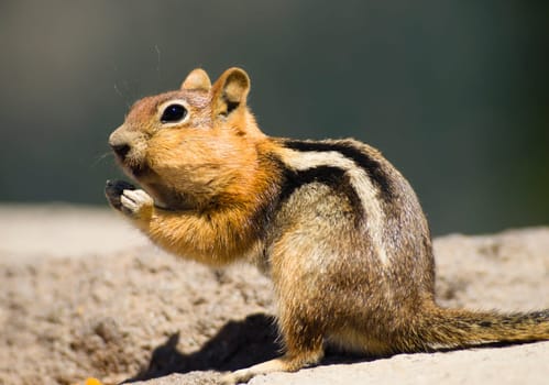 This Chipmonk is finding plenty of food today