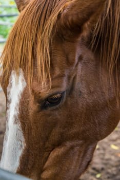 Brown and white horse that is getting a portrait in the field