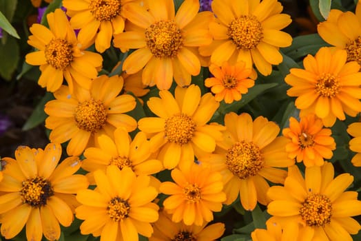 Yellow flower in the garden in Thailand.Flora