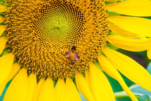 Sunflower and a bee on the sunflowers field