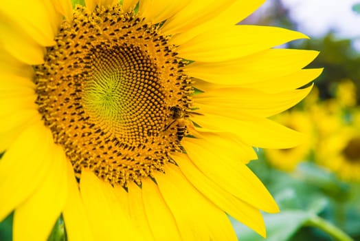 Sunflower and a bee on the sunflowers field