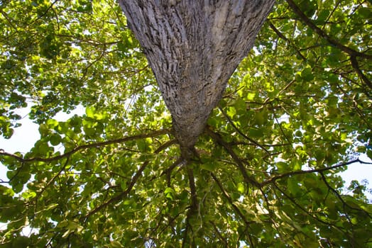 Big tree in the forest in country of Thailand.