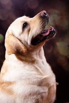 Dog, Labrador Retriever